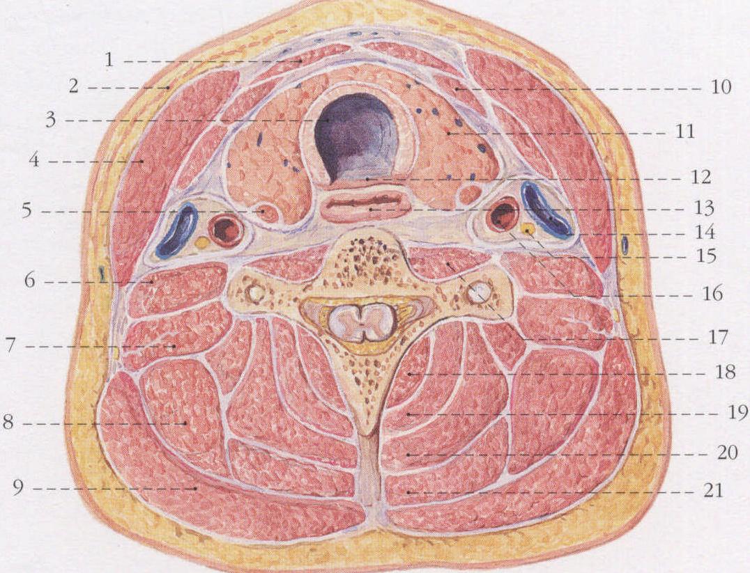 颈部筋膜 (水平断面)